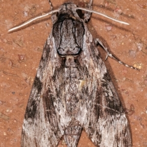 Agrius convolvuli at Melba, ACT - 10 Feb 2021