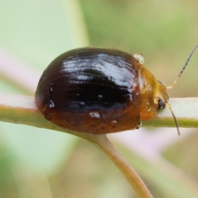 Paropsisterna cloelia (Eucalyptus variegated beetle) at Hall Cemetery - 12 Feb 2021 by trevorpreston