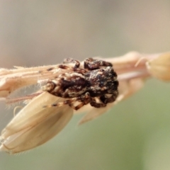 Paraphilaeus daemeli (Daemel's Jumper) at Cotter River, ACT - 3 Feb 2021 by CathB