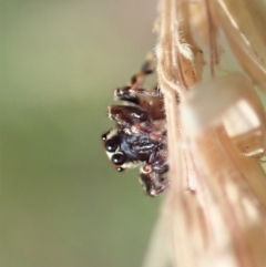 Paraphilaeus daemeli at Cotter River, ACT - 3 Feb 2021