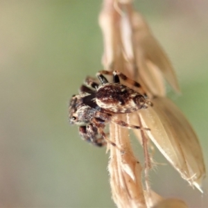 Paraphilaeus daemeli at Cotter River, ACT - 3 Feb 2021