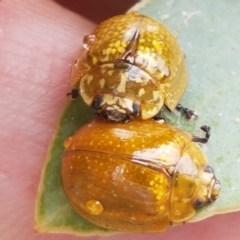 Paropsisterna cloelia (Eucalyptus variegated beetle) at Hall, ACT - 12 Feb 2021 by tpreston