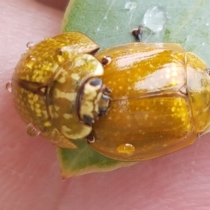 Paropsisterna cloelia at Hall, ACT - 12 Feb 2021