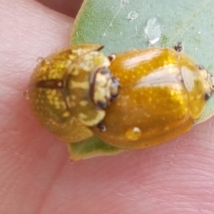 Paropsisterna cloelia at Hall, ACT - 12 Feb 2021 04:14 PM