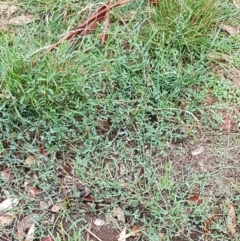 Polygonum sp. at Hall, ACT - 12 Feb 2021