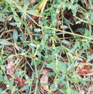 Polygonum sp. at Hall, ACT - 12 Feb 2021