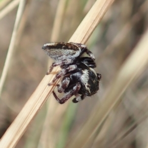 Maratus scutulatus at Cotter River, ACT - 3 Feb 2021