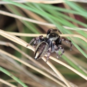 Maratus scutulatus at Cotter River, ACT - 3 Feb 2021 02:56 PM