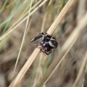 Maratus scutulatus at Cotter River, ACT - 3 Feb 2021 02:56 PM