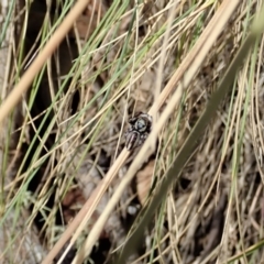 Maratus scutulatus at Cotter River, ACT - 3 Feb 2021 02:56 PM