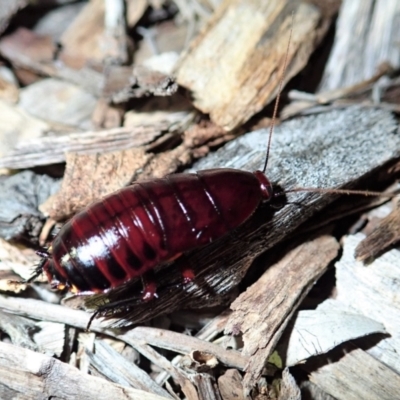Melanozosteria sp. (genus) (A native cockroach) at Cook, ACT - 11 Feb 2021 by CathB
