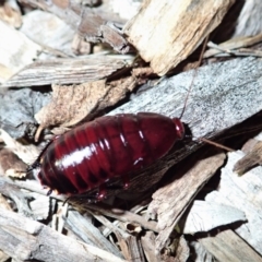 Melanozosteria sp. (genus) at suppressed - suppressed