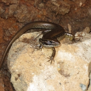 Eulamprus heatwolei at Cotter River, ACT - 11 Feb 2021