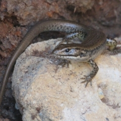 Eulamprus heatwolei at Cotter River, ACT - 11 Feb 2021 05:08 PM