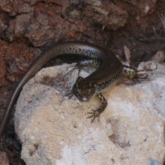 Eulamprus heatwolei at Cotter River, ACT - 11 Feb 2021