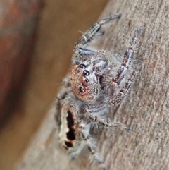 Sandalodes superbus (Ludicra Jumping Spider) at Cook, ACT - 10 Feb 2021 by CathB