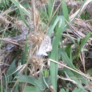 Theclinesthes serpentata at Cotter River, ACT - 11 Feb 2021