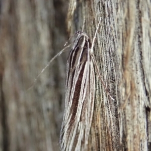 Leistarcha tenuistria at Holt, ACT - 11 Feb 2021 06:57 AM