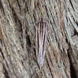 Leistarcha tenuistria at Holt, ACT - 11 Feb 2021 06:57 AM