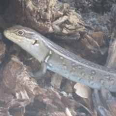 Liopholis whitii (White's Skink) at Cotter River, ACT - 11 Feb 2021 by Christine