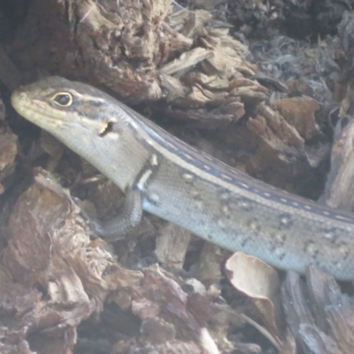 Liopholis whitii (White's Skink) at Cotter River, ACT - 11 Feb 2021 by Christine