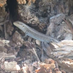 Liopholis whitii at Cotter River, ACT - 11 Feb 2021