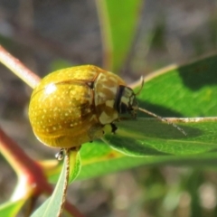 Paropsisterna cloelia (Eucalyptus variegated beetle) at Cotter River, ACT - 11 Feb 2021 by Christine