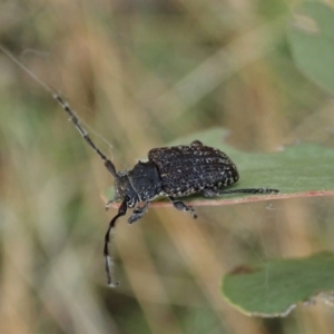 Ancita sp. (genus) at Cook, ACT - 5 Feb 2021 02:48 PM