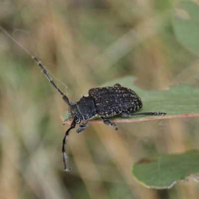 Ancita sp. (genus) (Longicorn or longhorn beetle) at Mount Painter - 5 Feb 2021 by CathB