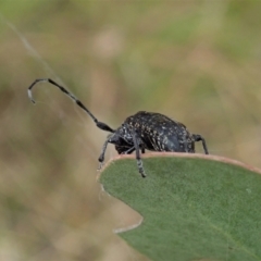 Ancita sp. (genus) at Cook, ACT - 5 Feb 2021 02:48 PM