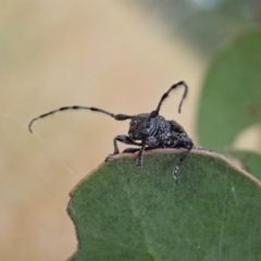 Ancita sp. (genus) at Cook, ACT - 5 Feb 2021 02:48 PM