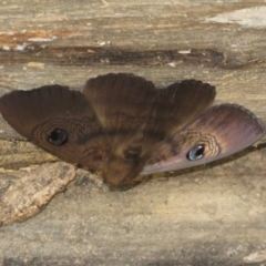 Dasypodia selenophora (Southern old lady moth) at Cotter River, ACT - 11 Feb 2021 by Christine