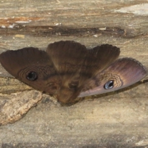 Dasypodia selenophora at Cotter River, ACT - 11 Feb 2021