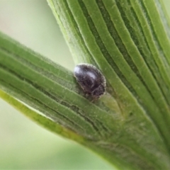 Coccinellidae (family) (Unidentified lady beetle) at Cook, ACT - 9 Feb 2021 by CathB