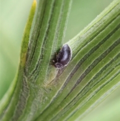 Coccinellidae (family) at Cook, ACT - 10 Feb 2021