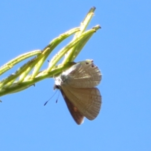 Nacaduba biocellata at Cotter River, ACT - 11 Feb 2021