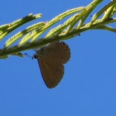 Nacaduba biocellata at Cotter River, ACT - 11 Feb 2021