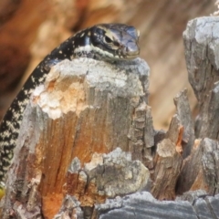 Eulamprus heatwolei (Yellow-bellied Water Skink) at Cotter River, ACT - 11 Feb 2021 by Christine