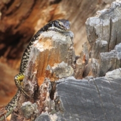 Eulamprus heatwolei at Cotter River, ACT - 11 Feb 2021