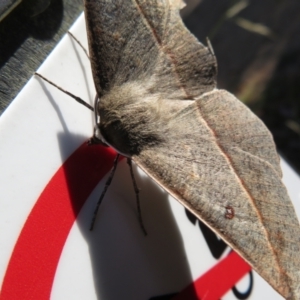 Phallaria ophiusaria at Cotter River, ACT - 11 Feb 2021