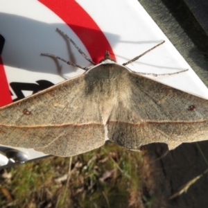 Phallaria ophiusaria at Cotter River, ACT - 11 Feb 2021