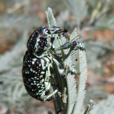 Chrysolopus spectabilis (Botany Bay Weevil) at Cotter River, ACT - 10 Feb 2021 by Christine