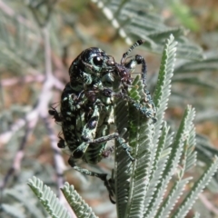 Chrysolopus spectabilis at Cotter River, ACT - 11 Feb 2021 10:27 AM