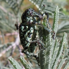 Chrysolopus spectabilis at Cotter River, ACT - 11 Feb 2021 10:27 AM