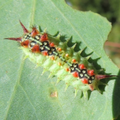 Doratifera quadriguttata and casta (Four-spotted Cup Moth) at Lower Cotter Catchment - 10 Feb 2021 by Christine