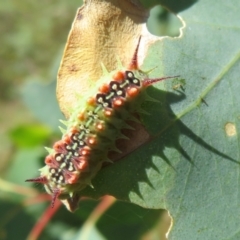 Doratifera quadriguttata and casta at Cotter River, ACT - 11 Feb 2021