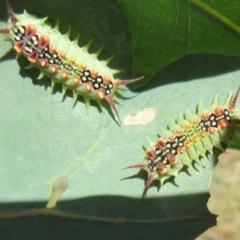 Doratifera quadriguttata and casta at Cotter River, ACT - 11 Feb 2021