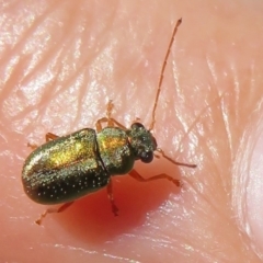 Eboo sp. (genus) (Eboo leaf beetle) at Lower Cotter Catchment - 10 Feb 2021 by Christine
