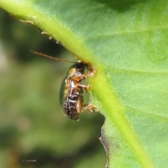 Eboo sp. (genus) at Cotter River, ACT - 11 Feb 2021