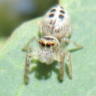 Opisthoncus sexmaculatus (Six-marked jumping spider) at Cotter River, ACT - 11 Feb 2021 by Christine